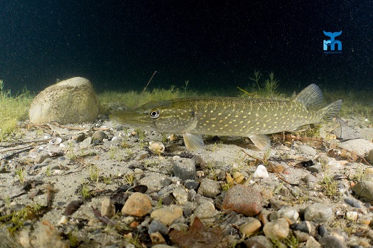 Vortrag von Robert Hansen